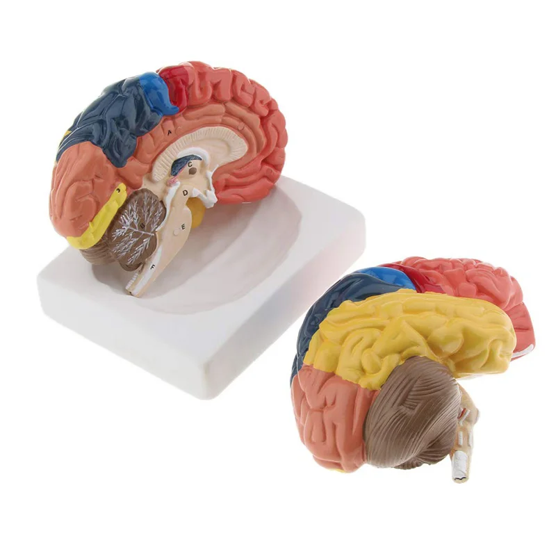 Life Size Anatomical Human Bra - Medical Lab Supplies ulasan dan harga