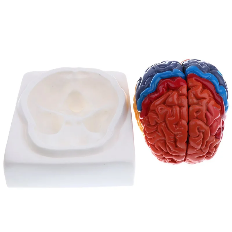 Life Size Anatomical Human Bra - Medical Lab Supplies ulasan dan harga